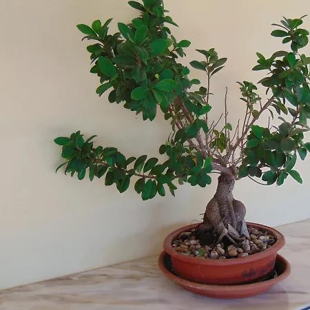 فندق مبيت وإفطار Celeste