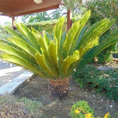 Celeste بونتيكانيانو