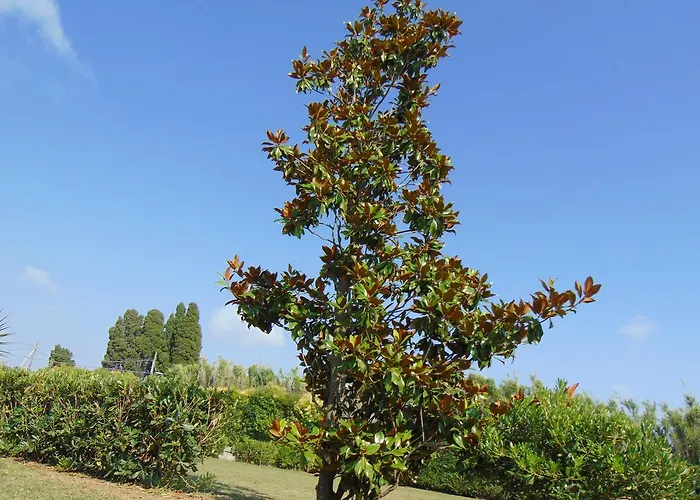 Celeste Pontecagnano