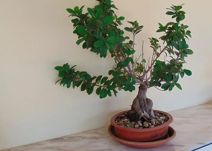 Alojamento de Acomodação e Pequeno-almoço Celeste