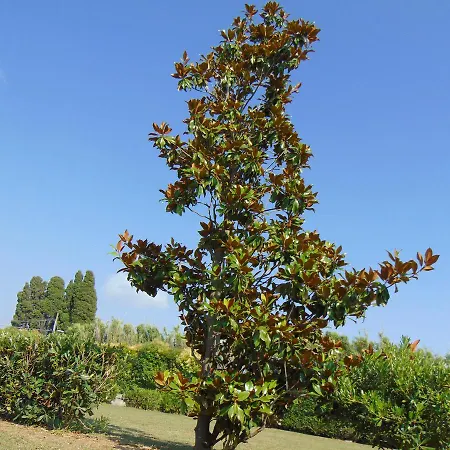 Celeste Pontecagnano