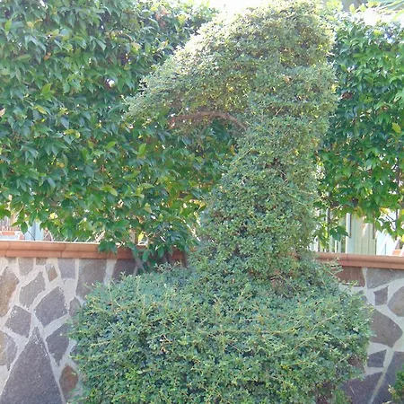 Celeste Bed & Breakfast