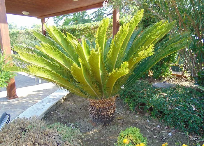 Celeste Pontecagnano